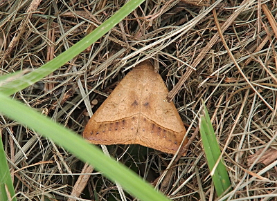 [A close top-down view of the body of a brown-winged creature on the grass. This moth is triangular with a dark brown spot on each wing. At the outer edges of the wings is a brown section which is slightly darker than the rest of the wing and it has a series of dark brown stripes with dots at the end.]